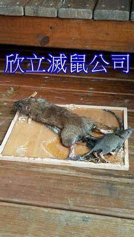 老鼠咬痕袋子|【死老鼠處理】死老鼠處理方法 